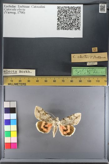 Media type: image;   Entomology 747074